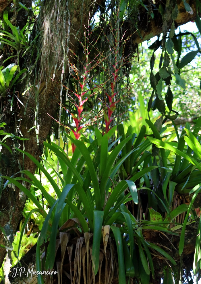 Vriesea philippocoburgii