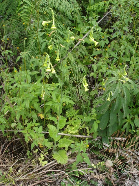 Nicotiana langsdorffii