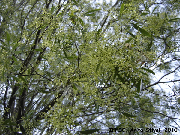 Helietta apiculata