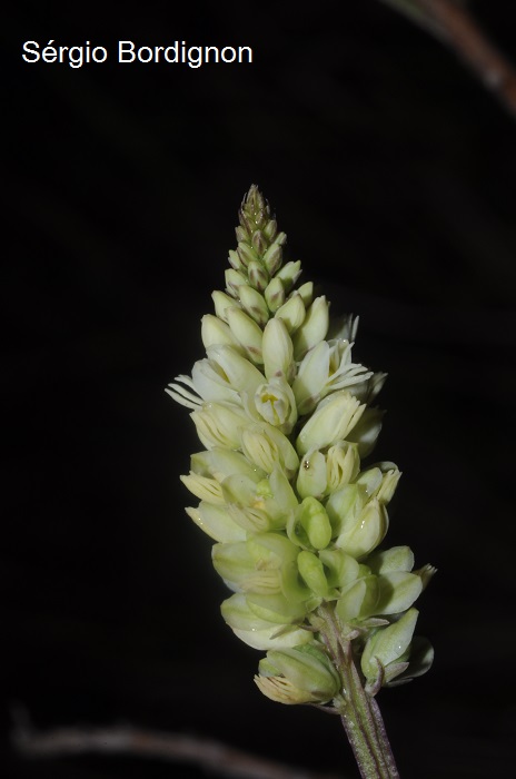 Polygala adenophylla