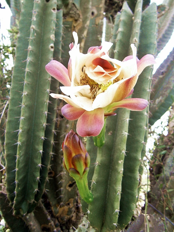 Cereus Hildmannianus