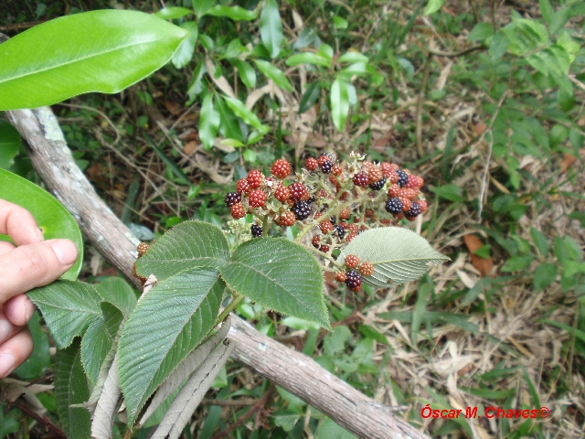 Rubus urticifolius