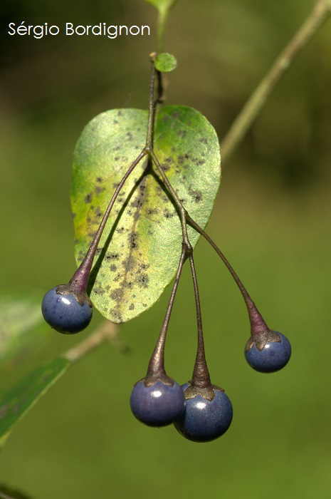 Solanum laxum