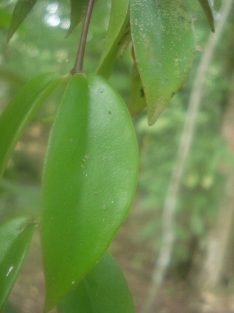 Codonanthe gracilis