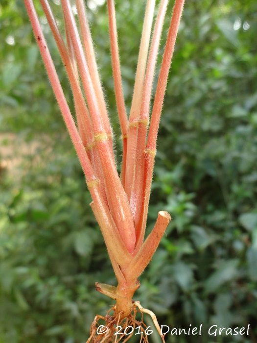 Oxalis linarantha