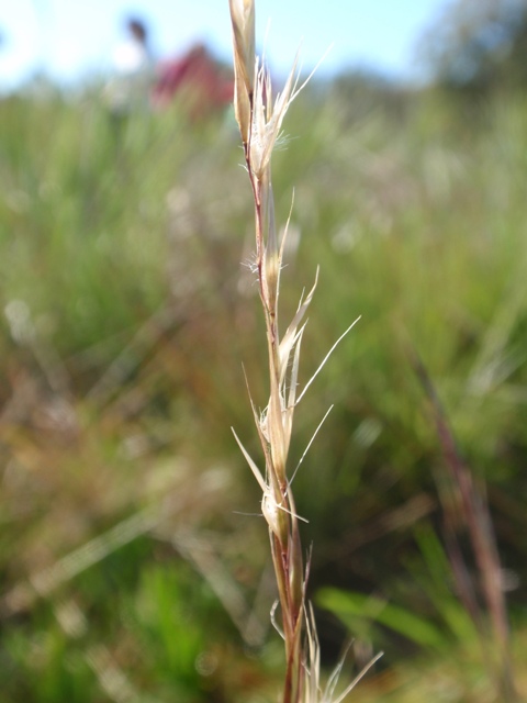 Danthonia montana