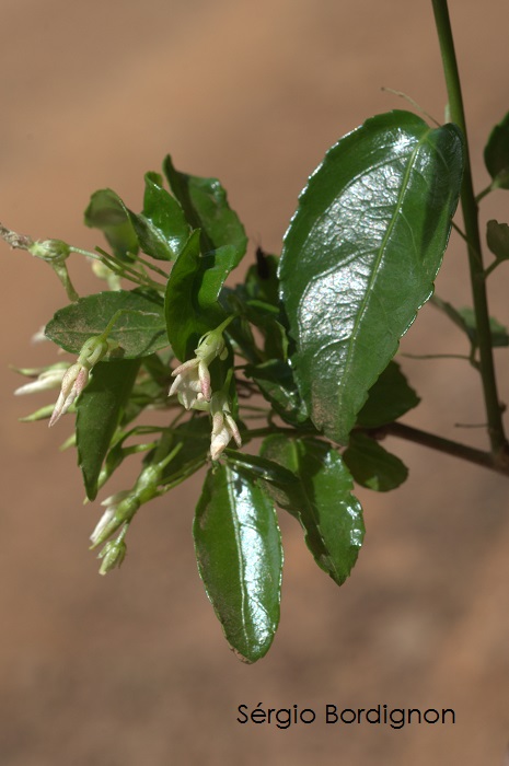 Anchietea pyrifolia