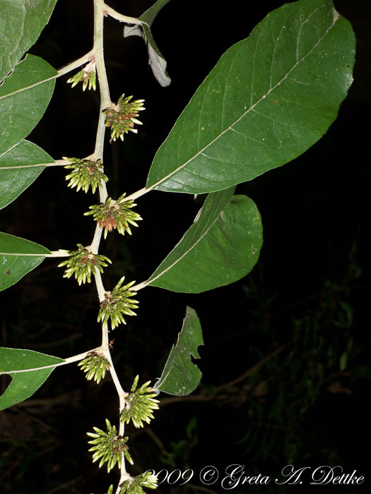 Piptocarpha sellowii