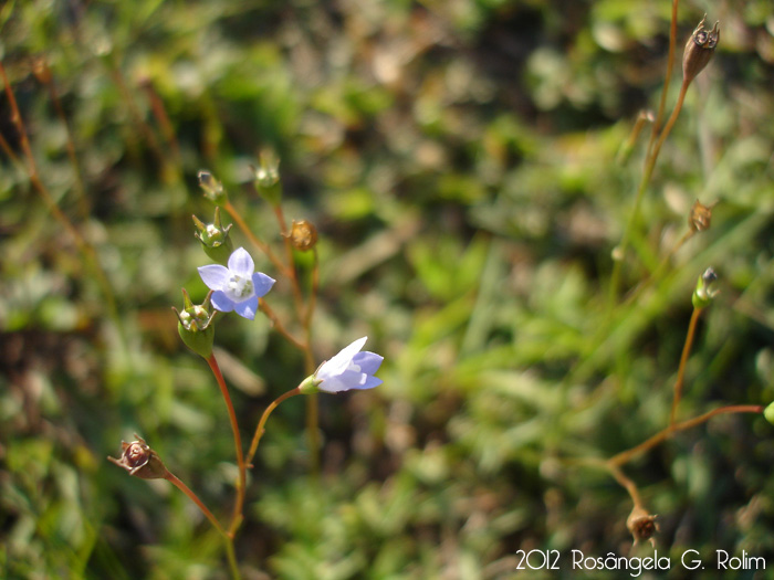 Wahlenbergia linarioides