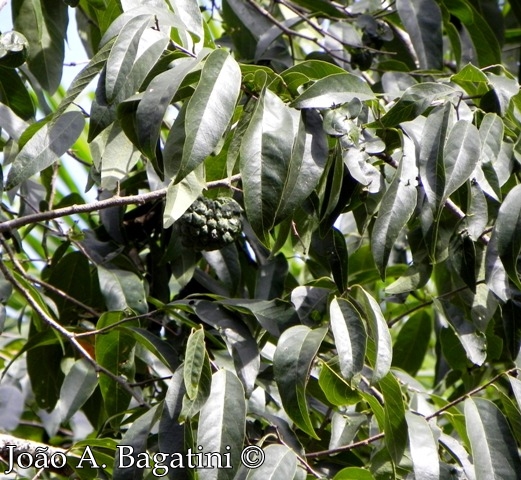 Annona neosalicifolia