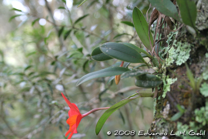 Cattleya coccinea