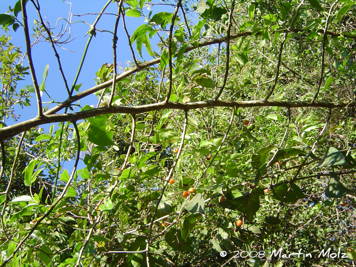 Celtis iguanaea