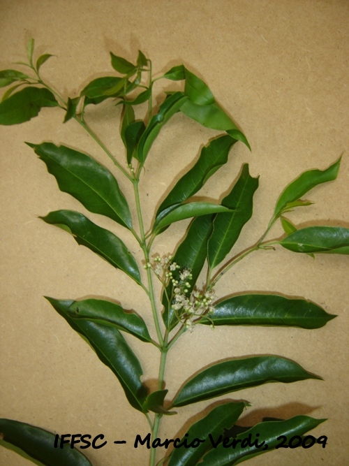 Cordia ecalyculata