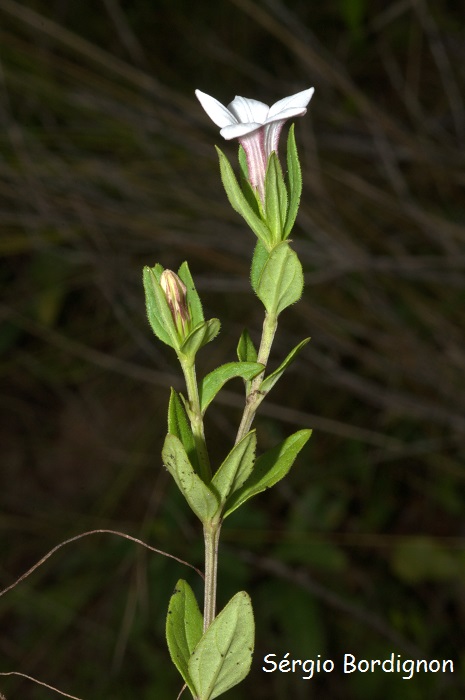 Spigelia stenophylla