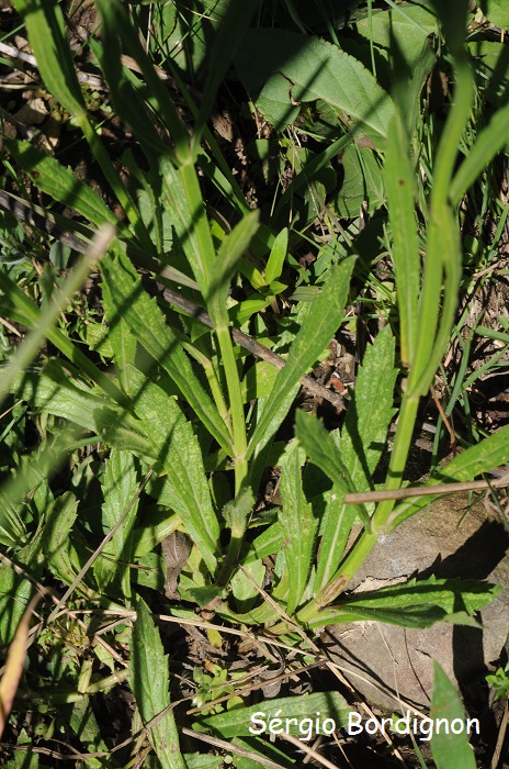 Verbena intermedia
