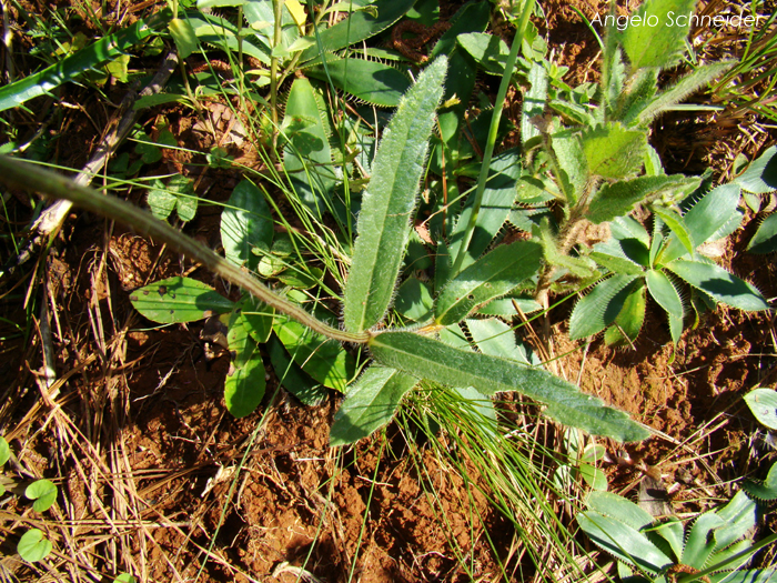 Lippia hieraciifolia