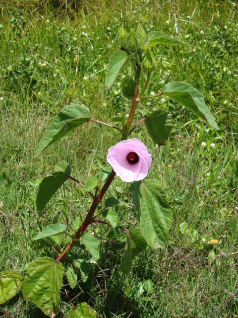 Hibiscus striatus