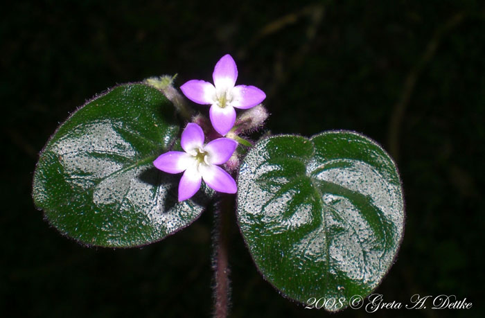 Coccocypselum cordifolium