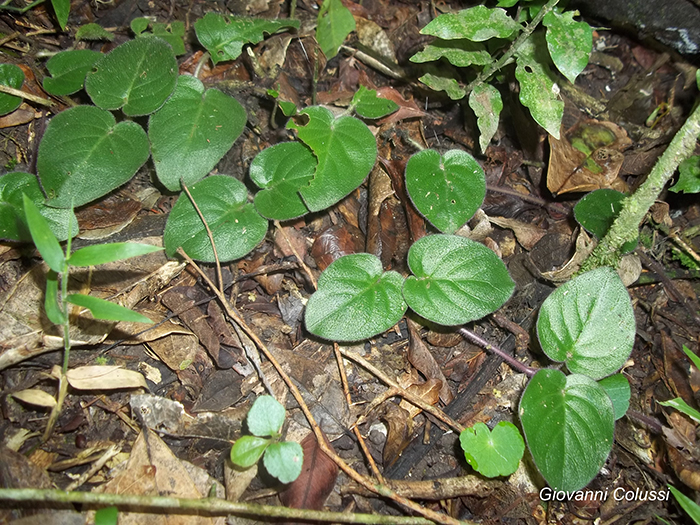 Coccocypselum cordifolium