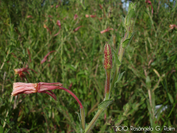 Oenothera parodiana