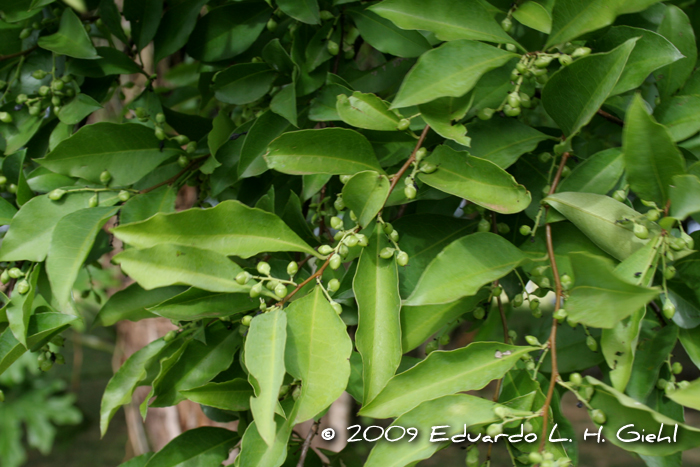 Achatocarpus praecox
