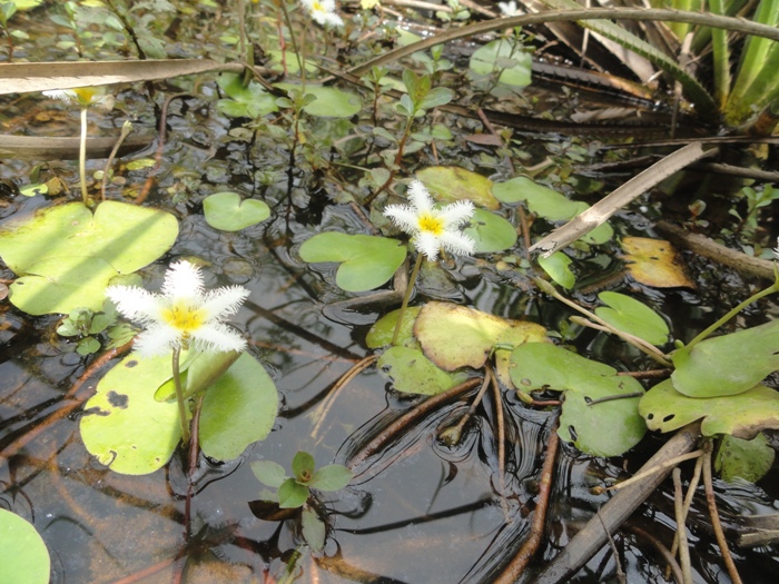 Nymphoides indica