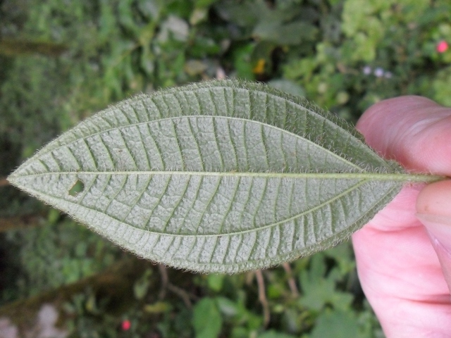 Tibouchina clinopodifolia