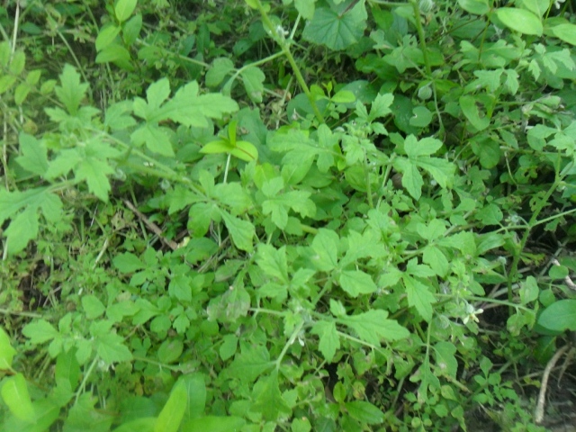 Blumenbachia latifolia
