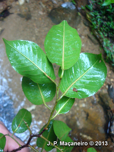 Cariniana estrellensis