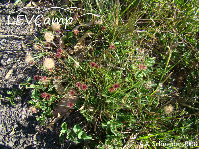 Porophyllum linifolium