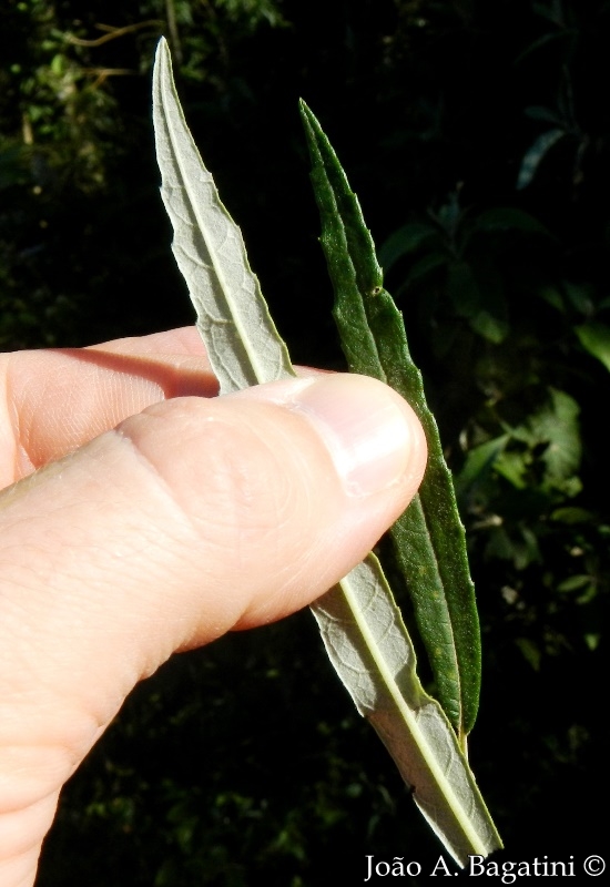 Piptocarpha angustifolia
