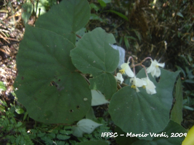 Begonia hammoniae