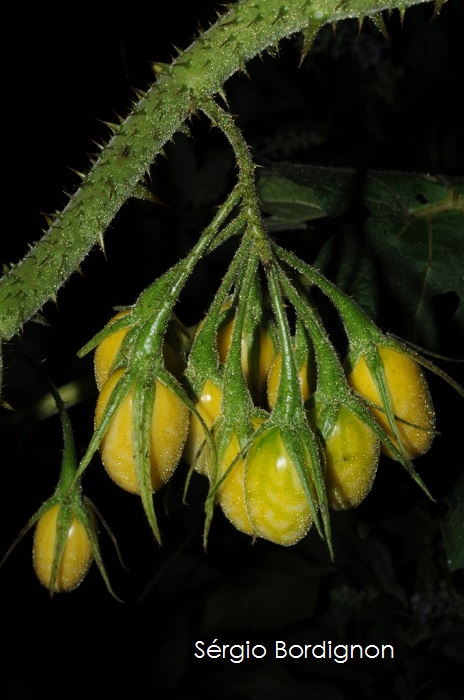 Solanum neei
