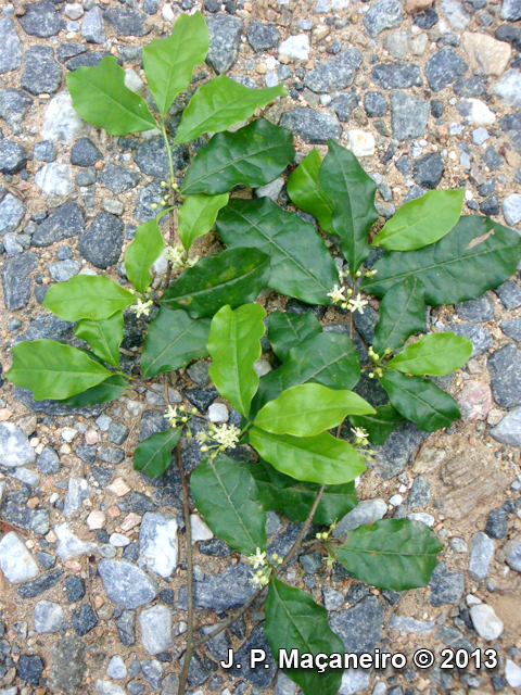 Erythroxylum cuspidifolium