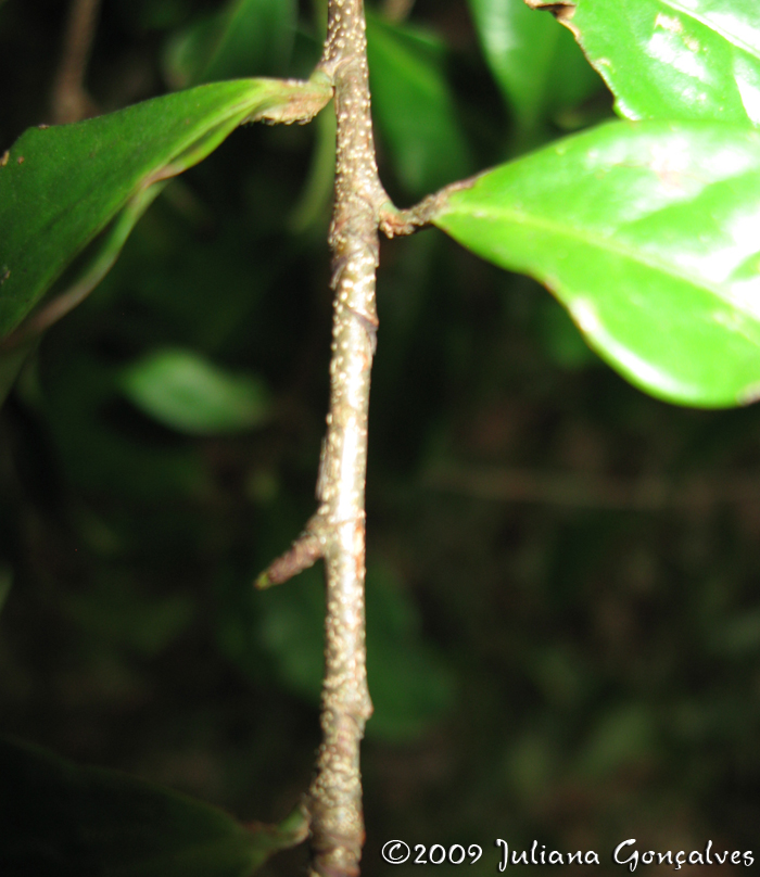 Erythroxylum cuspidifolium