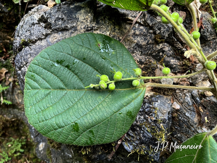 Alchornea sidifolia