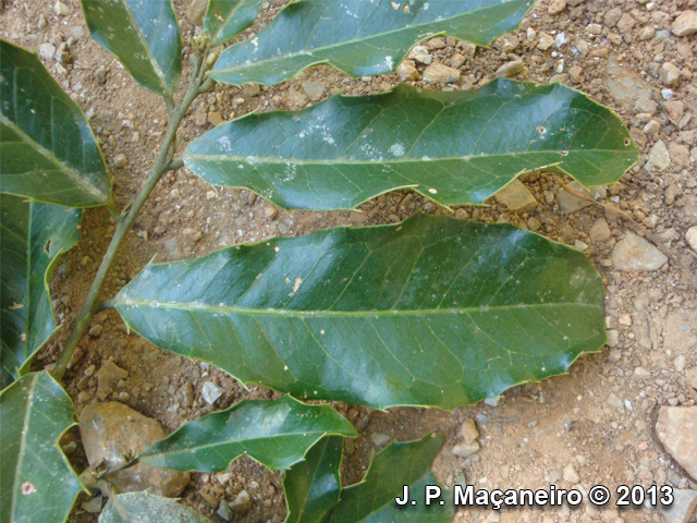 Zollernia ilicifolia