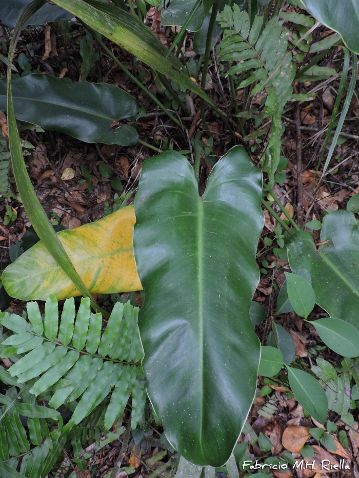 Philodendron renauxii