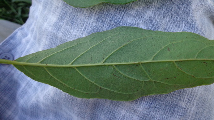 Campomanesia guaviroba