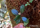 <i>Myrceugenia pilotantha</i> (Kiaersk.) Landrum [Myrtaceae]
