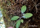 <i>Myrceugenia pilotantha</i> (Kiaersk.) Landrum [Myrtaceae]