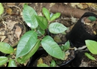 <i>Plinia edulis</i> (Vell.) Sobral [Myrtaceae]