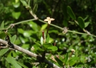 <i>Chomelia obtusa</i> Cham. & Schultdl. [Rubiaceae]
