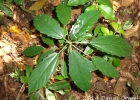 <i>Urera nitida</i> (Vell.) P.Brack [Urticaceae]
