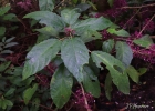 <i>Urera nitida</i> (Vell.) P.Brack [Urticaceae]
