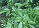 <i>Allophylus edulis</i> (A.St.-Hil., Cambess. & A. Juss.) Radlk. [Sapindaceae]