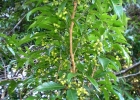 <i>Allophylus edulis</i> (A.St.-Hil., Cambess. & A. Juss.) Radlk. [Sapindaceae]