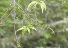 <i>Trema micrantha</i> (L.) Blume [Cannabaceae]