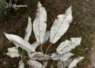 <i>Handroanthus albus</i> (Cham.) Mattos [Bignoniaceae]
