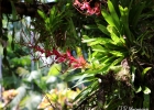 <i>Vriesea philippocoburgii</i> Wawra  [Bromeliaceae]